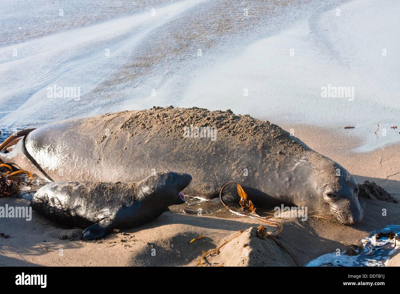 Elephant Seal pup speaking out to mom Stock Photo Alamy
