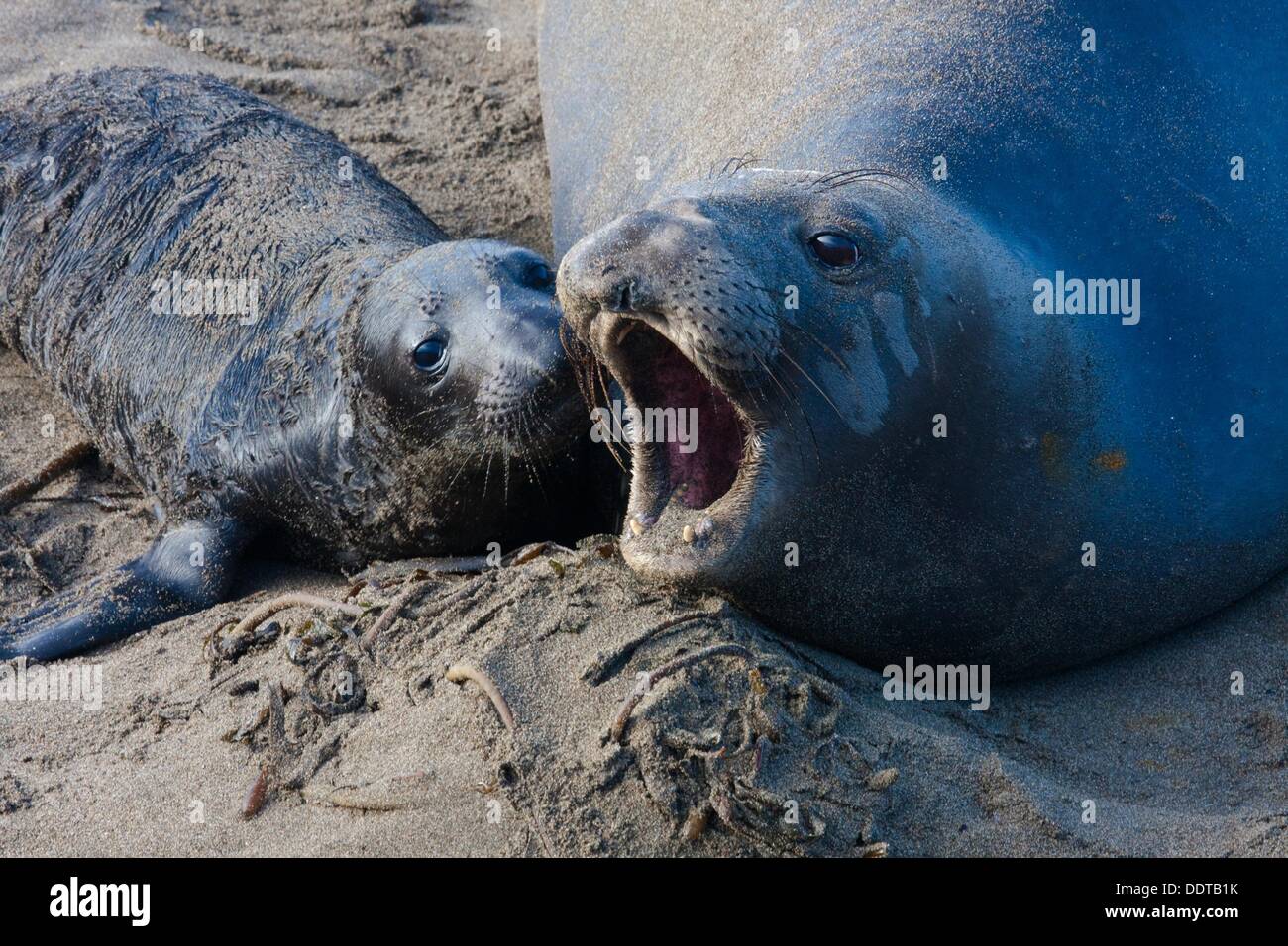 Elephant Seal mom speaking out to her pup Stock Photo Alamy