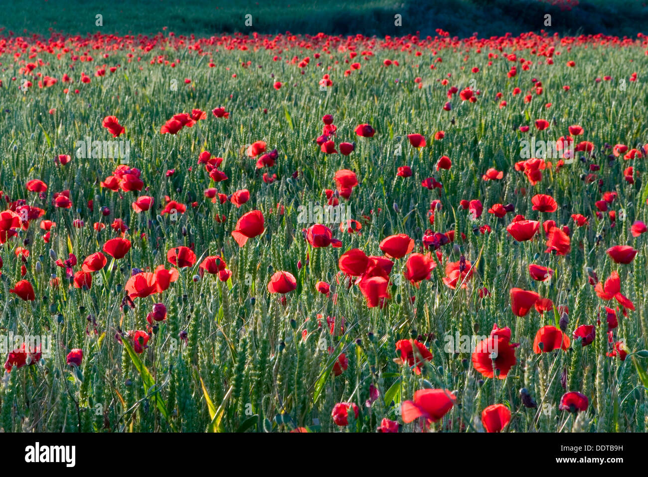 corn poppy, corn rose, field poppy, Flanders poppy, or red poppy (Papaver rhoeas). Ayegui ,Navarre, Spain, Europe. Stock Photo