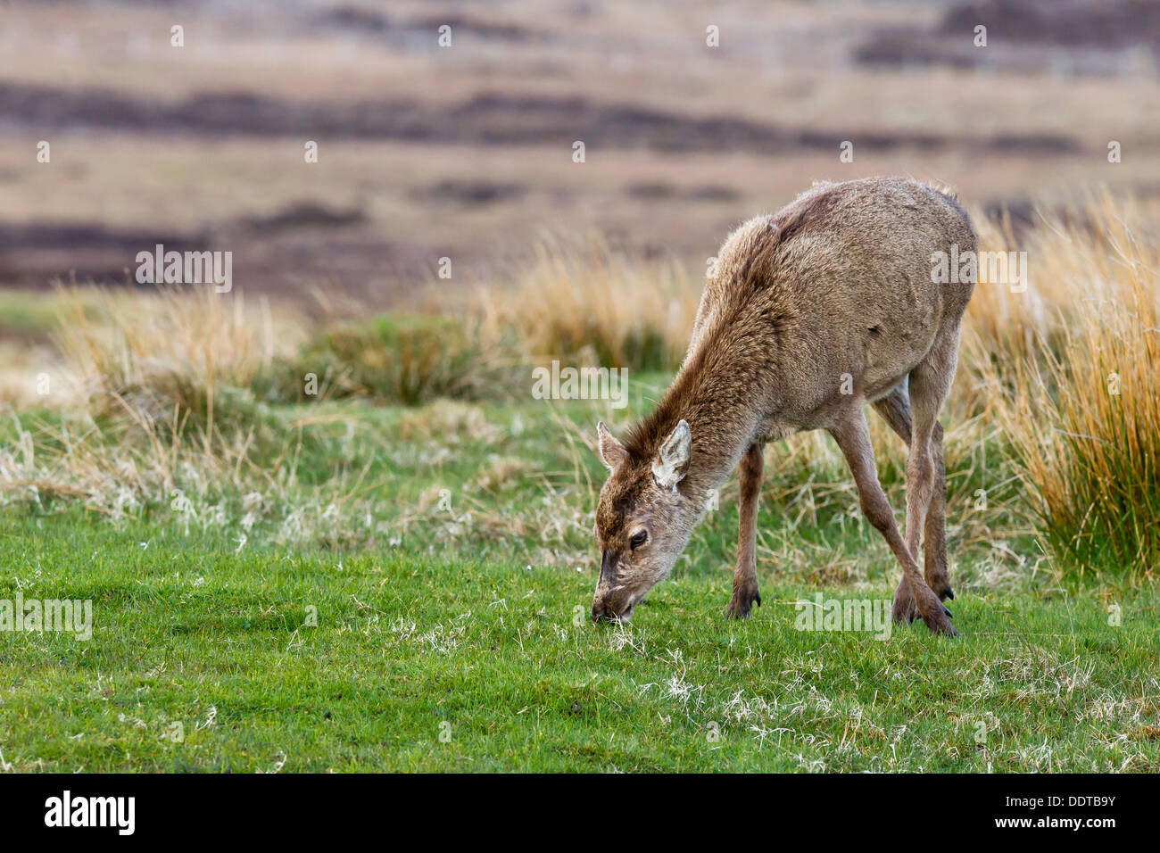 Red deer hind feeding Stock Photo Alamy