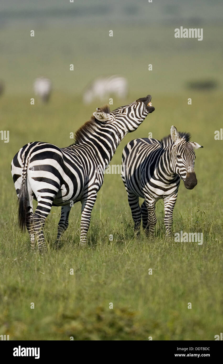 Burchell´s Zebra braying in the Masai Mara Stock Photo