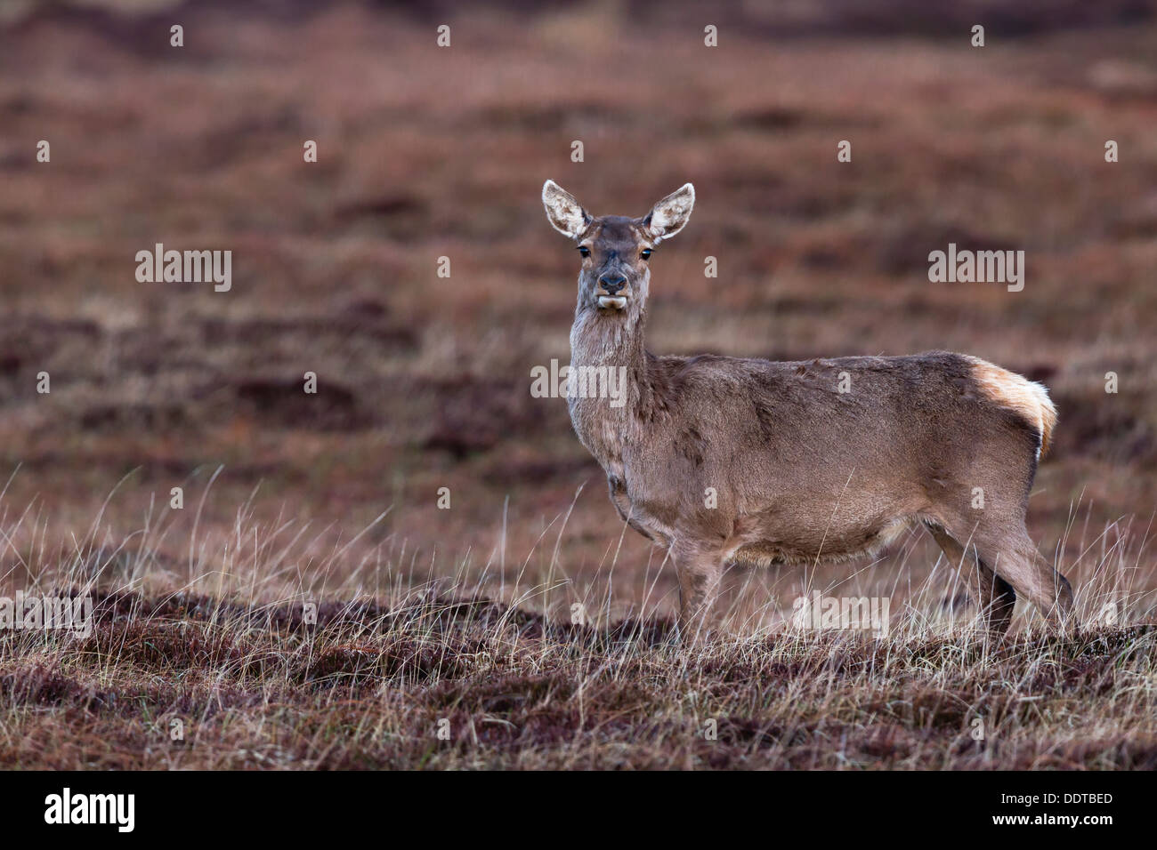 Red deer hind on moorland Stock Photo