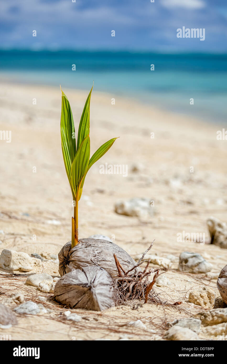 A lone young coconut palm sprout growing from seed beside ocean on
