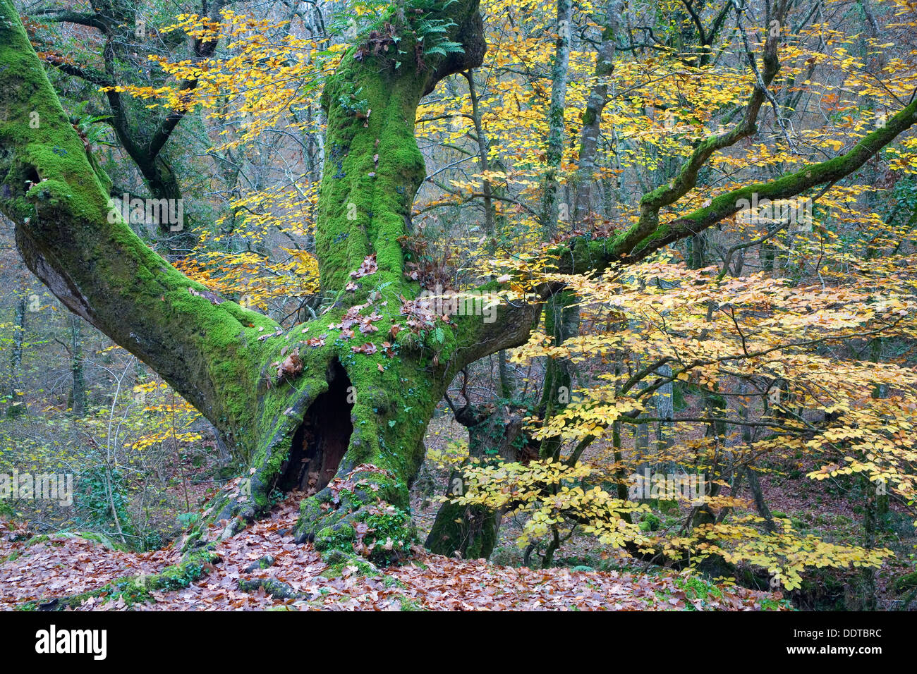 beechwood in fall. Ucieda Valley. Ruente. Cabuerniga Valley. Saja-Besaya Natural Park, Cantabria, Spain, Europe Stock Photo