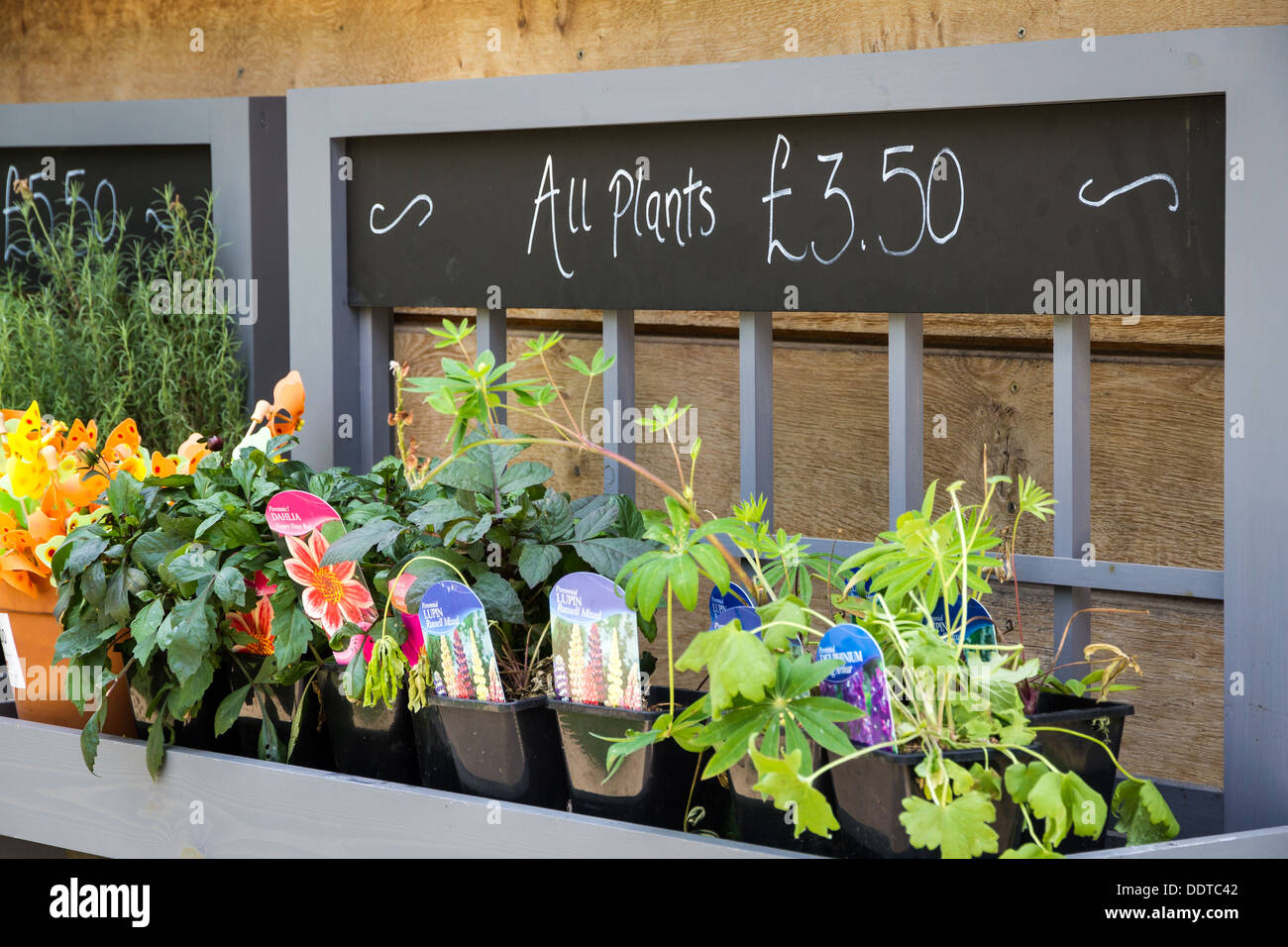 Selection of plants on sale at the Kenilworth Castle gift shop. Stock Photo