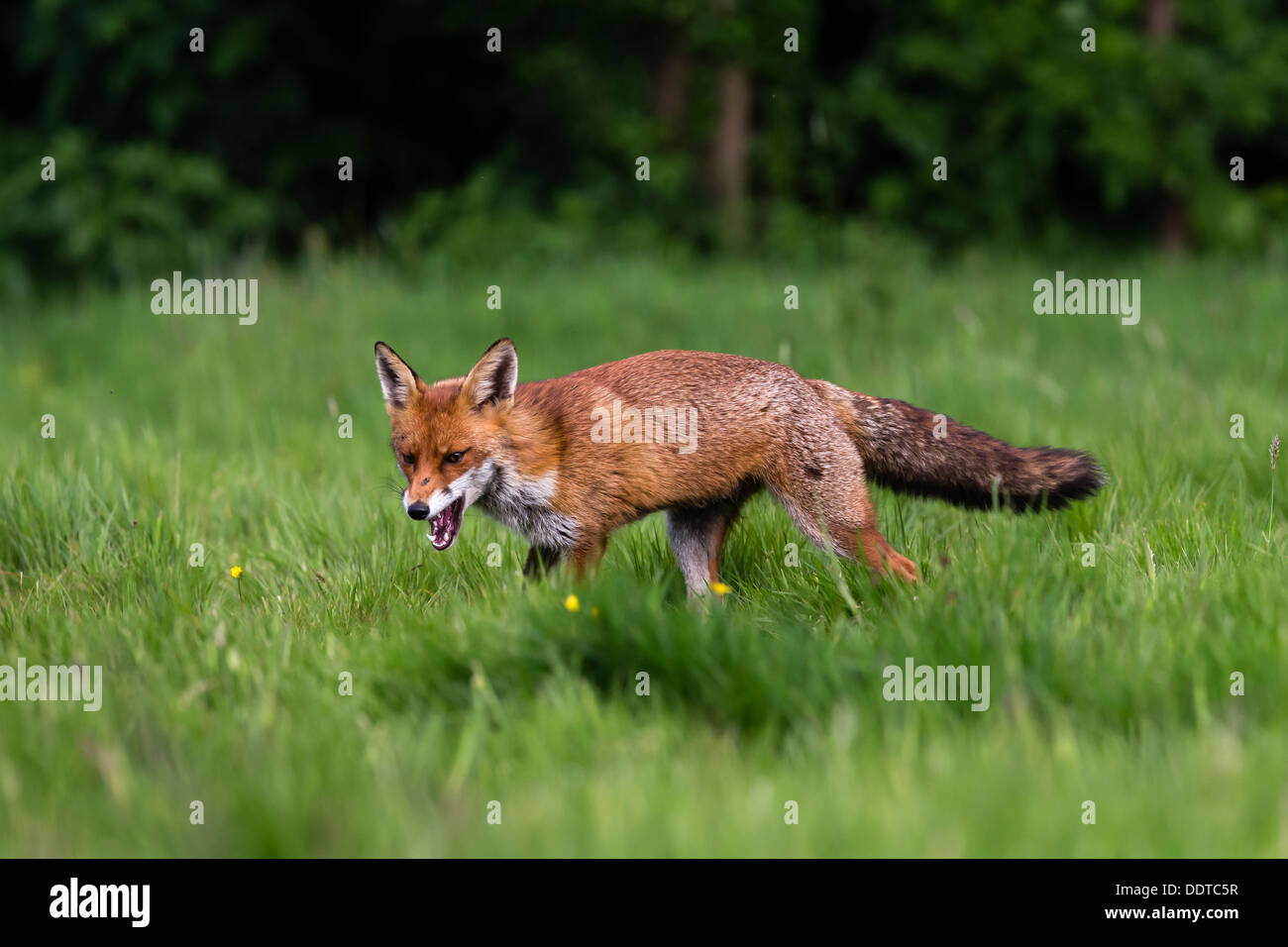Fox in an English glade Stock Photo Alamy