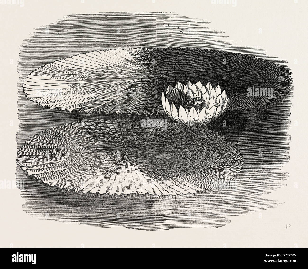 VICTORIA REGIA, IN FLOWER, AT MESSRS. WEEKS'S, KING'S ROAD NURSERY, CHELSEA, LONDON, UK, 1851 engraving Stock Photo