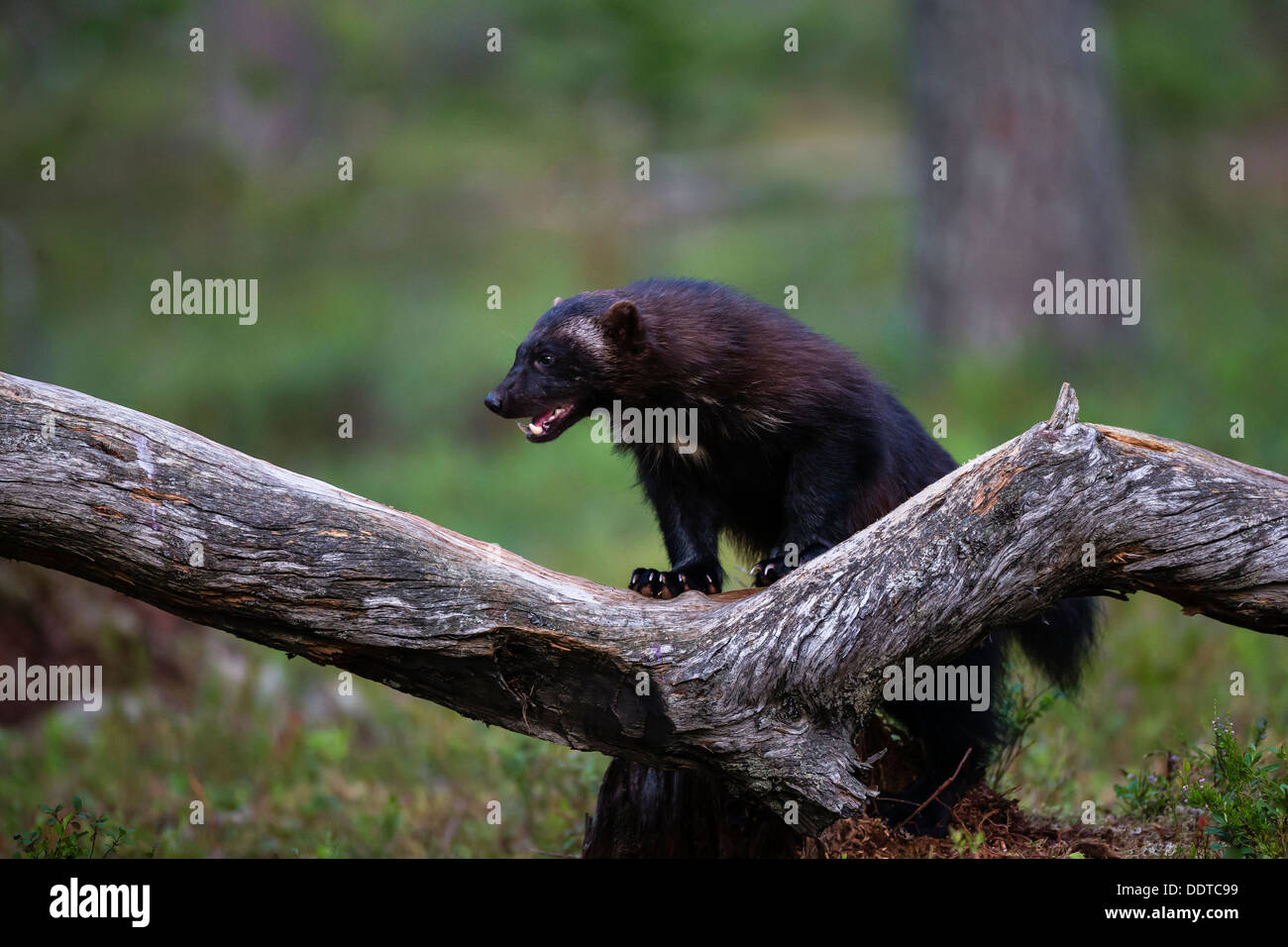 Wolverine in a boreal forest Stock Photo - Alamy