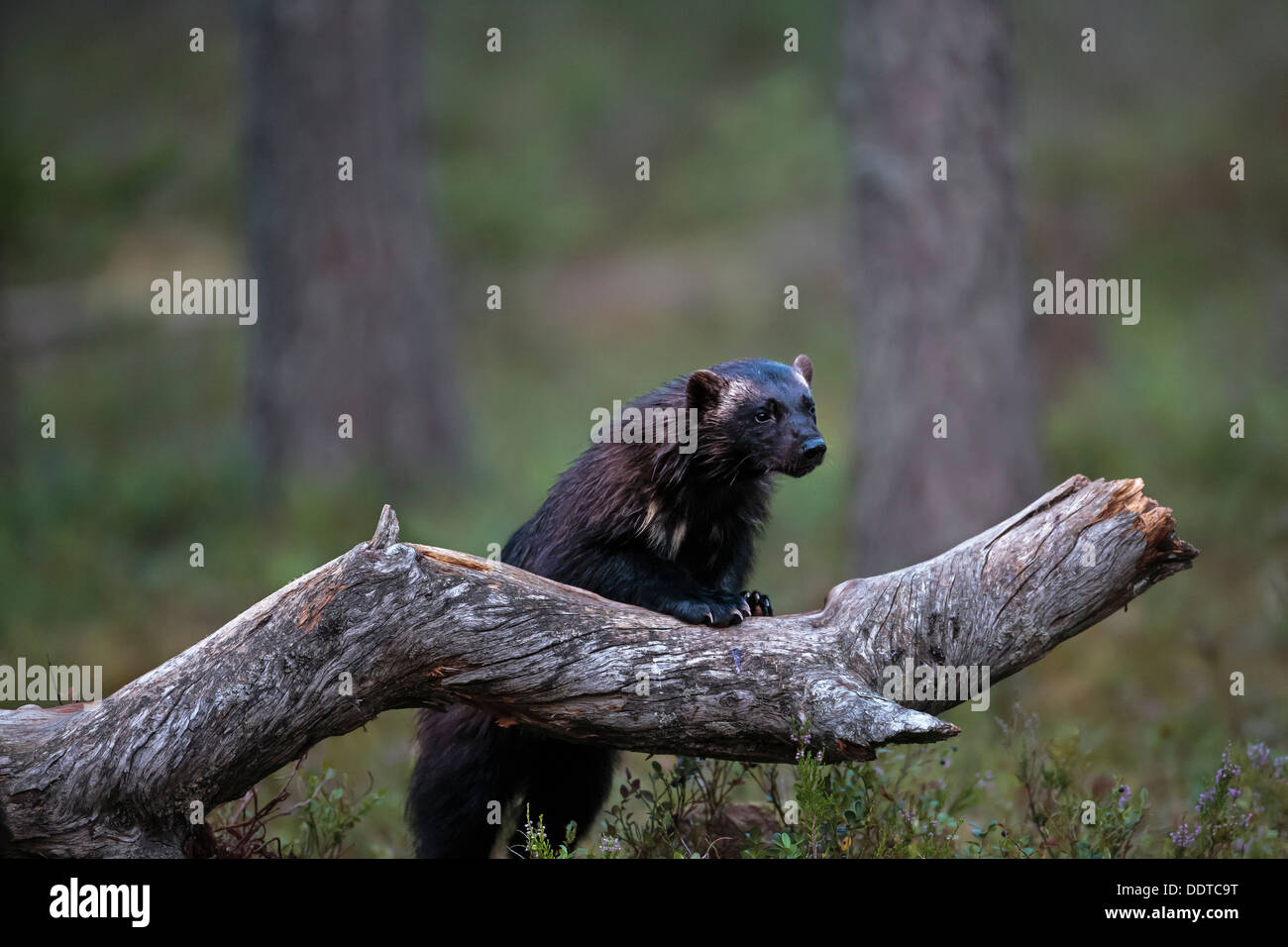 Wolverine in a boreal forest Stock Photo - Alamy