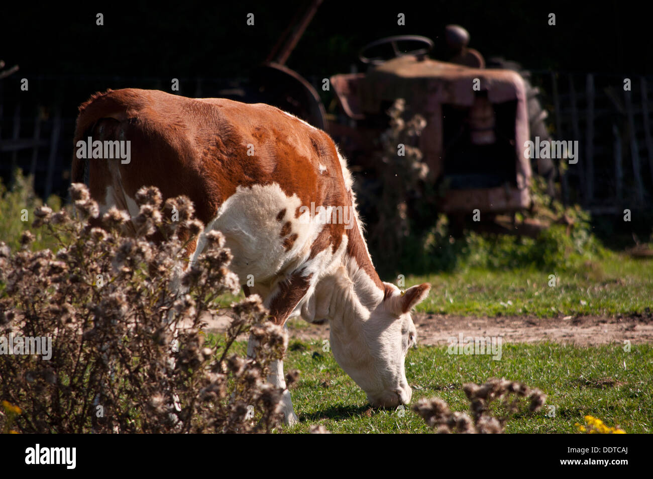 Cow graving with old farm tractor Stock Photo