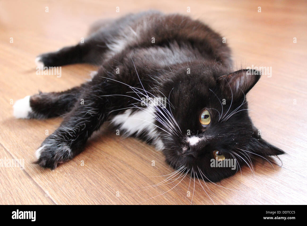 cat curious and black lying on the floor Stock Photo