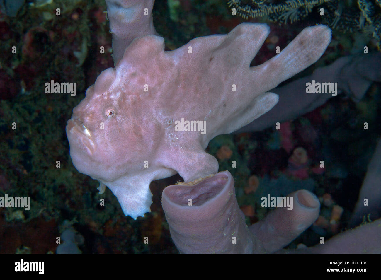 Pink frogfish camouflaged on tube sponges. Puerto Galera, Philippines. Stock Photo