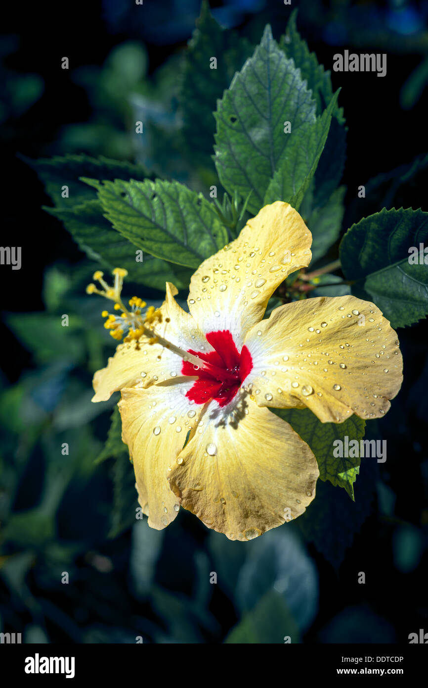 Polynesian yellow hibiscus flower in bloom with red center & rain drops on petals - Cook islands, Aitutaki Island, Pacific Ocean Stock Photo