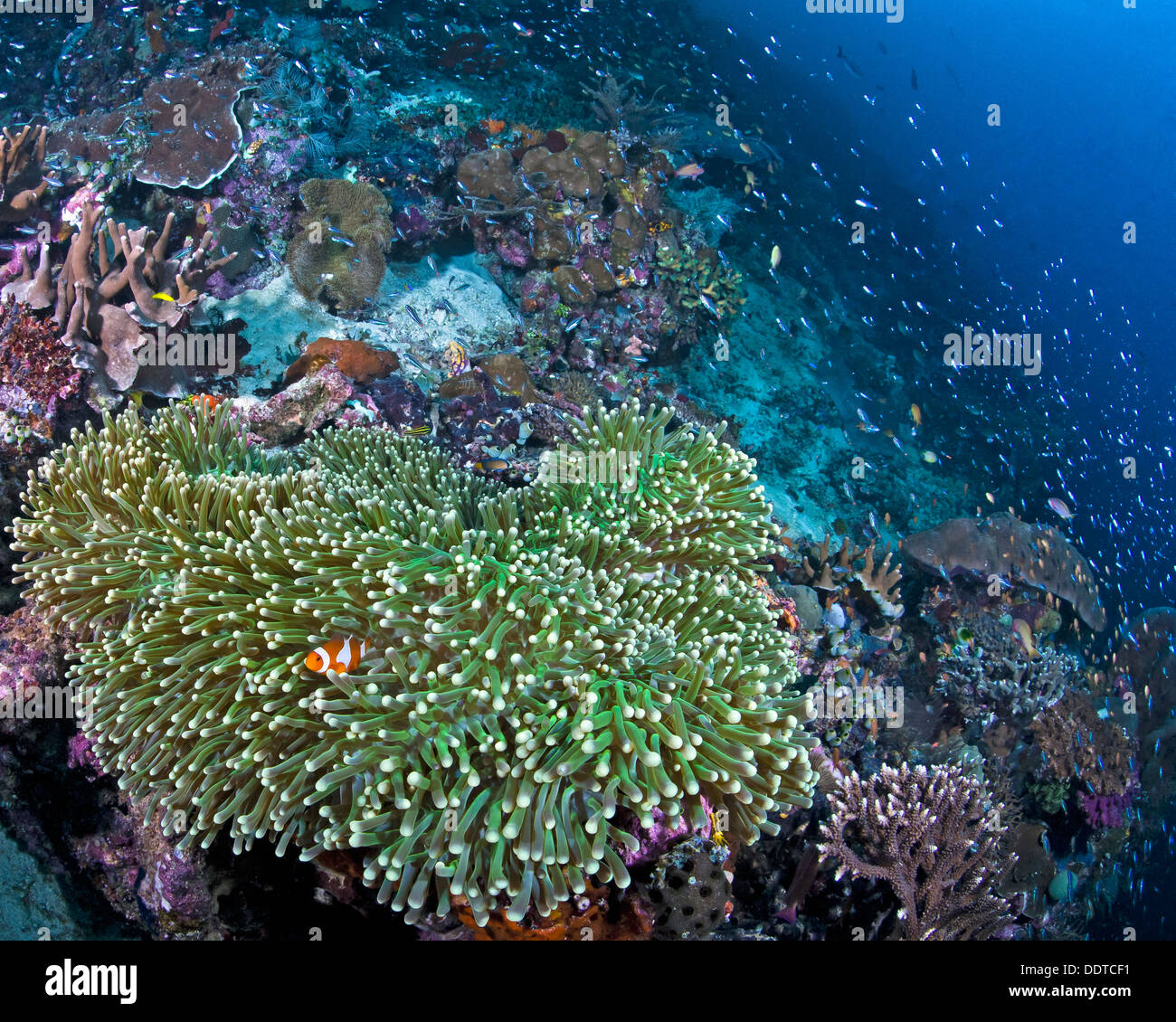 Seascape image of bright orange clownfish nestling in fluorescent green anemone on coral reef reef. Raja  Ampat, Indonesia. Stock Photo