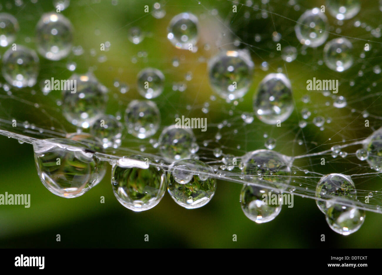 Raindrops hang in a spiderweb in Petzow, Germany, 03 September 2013. The weather will get warmer again in the second half of the week. Photo: RALF HIRSCHBERGER Stock Photo