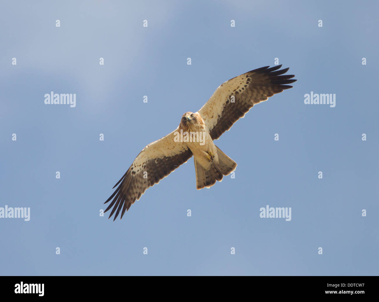 Hieraaetus Pennatus High Resolution Stock Photography and Images - Alamy