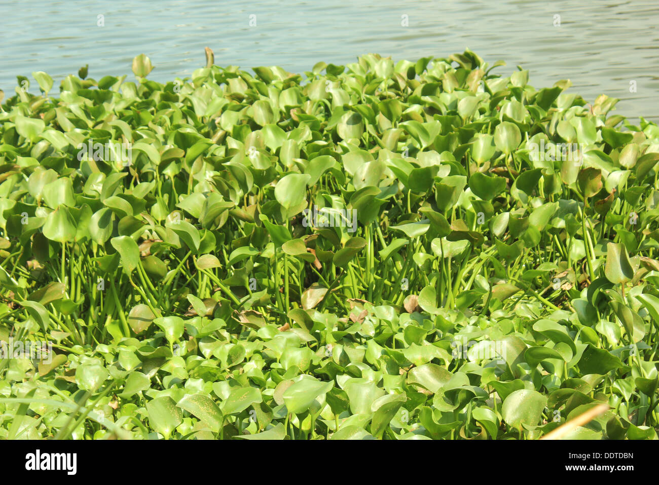 Eichhornia crassipes Water Hyacinth Stock Photo