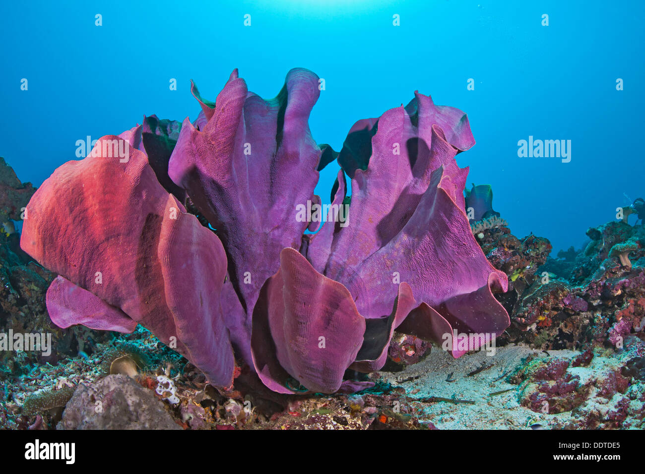 Close up image of large pink elephant ear sponge with contrasting blue water background. Raja Ampat, Indonesia Stock Photo