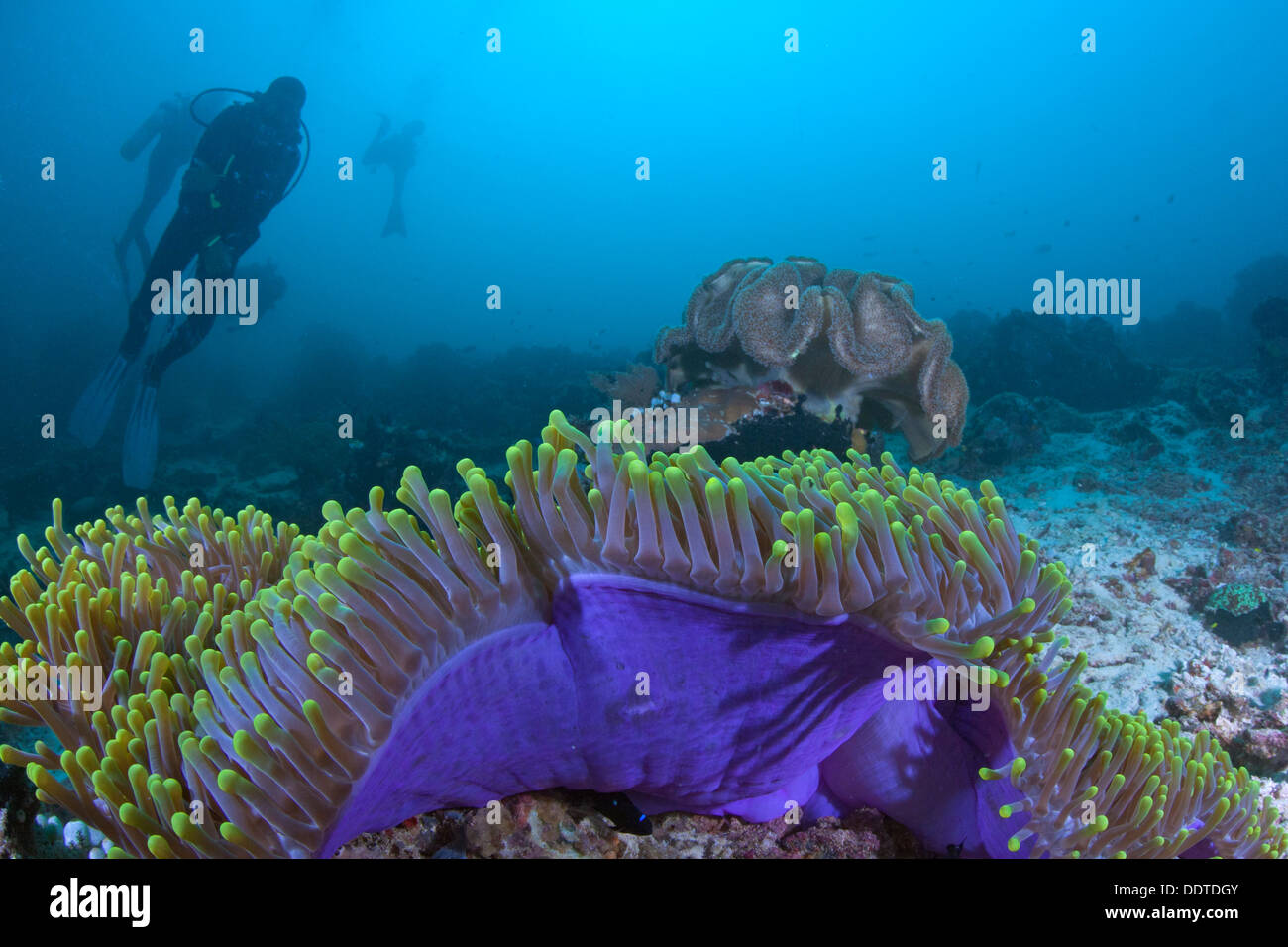 Fluorescent green and purple carpet anemone with divers silhouetted in blue water background. Raja Ampat, Indonesia Stock Photo