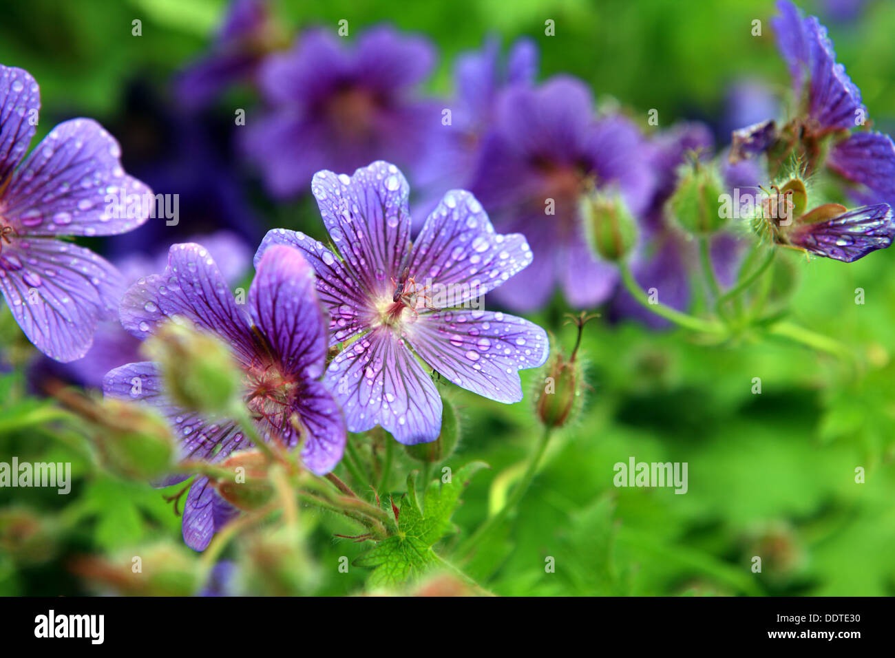 Cranesbills Geraniums with raindrops on the petals Stock Photo