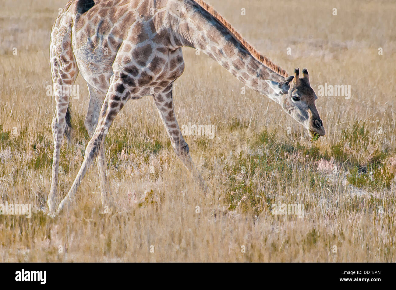 Pregnant Giraffe, Giraffa camelopardalis, leaning down to eat in Etosha National Park, Namibia, Africa Stock Photo
