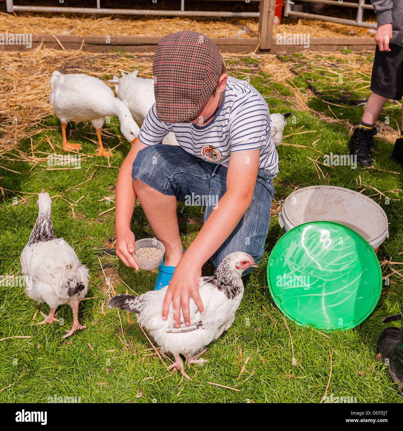 A 9 year old boy feeding chickens at Hazel Brow Farm in the village of Low Row in Swaledale , North Yorkshire, England, Uk Stock Photo