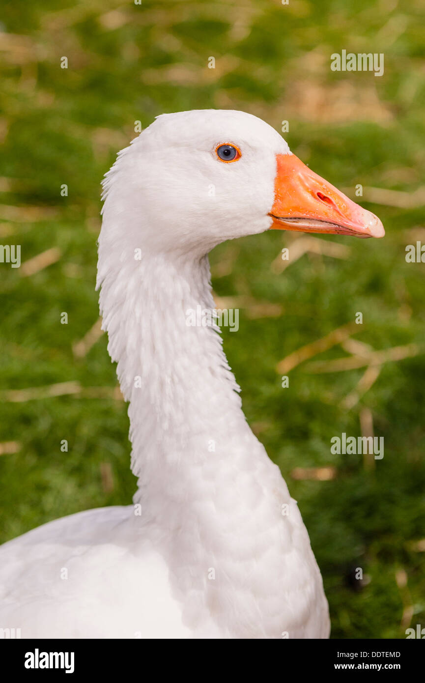 A White farm goose at Hazel Brow Farm in the village of Low Row in Swaledale , North Yorkshire, England, Britain, Uk Stock Photo