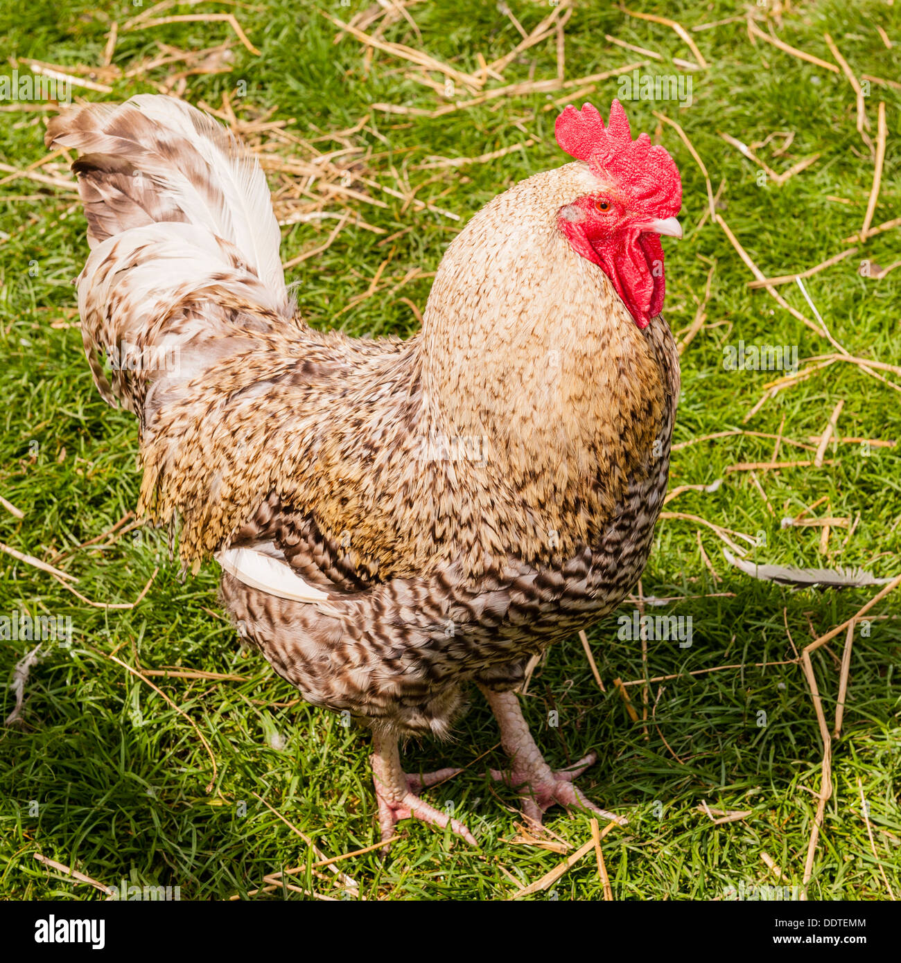 A Cockerel at Hazel Brow Farm in the village of Low Row in Swaledale , North Yorkshire, England, Britain, Uk Stock Photo