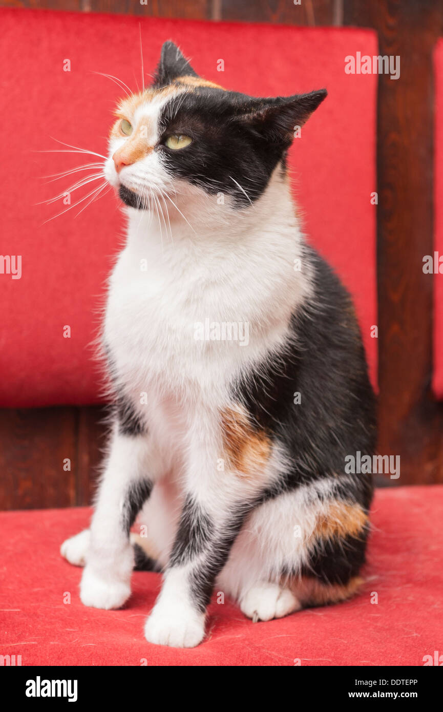 A farm cat at Hazel Brow Farm in the village of Low Row in Swaledale , North Yorkshire, England, Britain, Uk Stock Photo