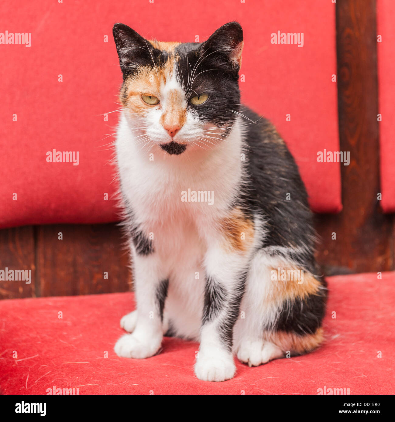A farm cat at Hazel Brow Farm in the village of Low Row in Swaledale , North Yorkshire, England, Britain, Uk Stock Photo