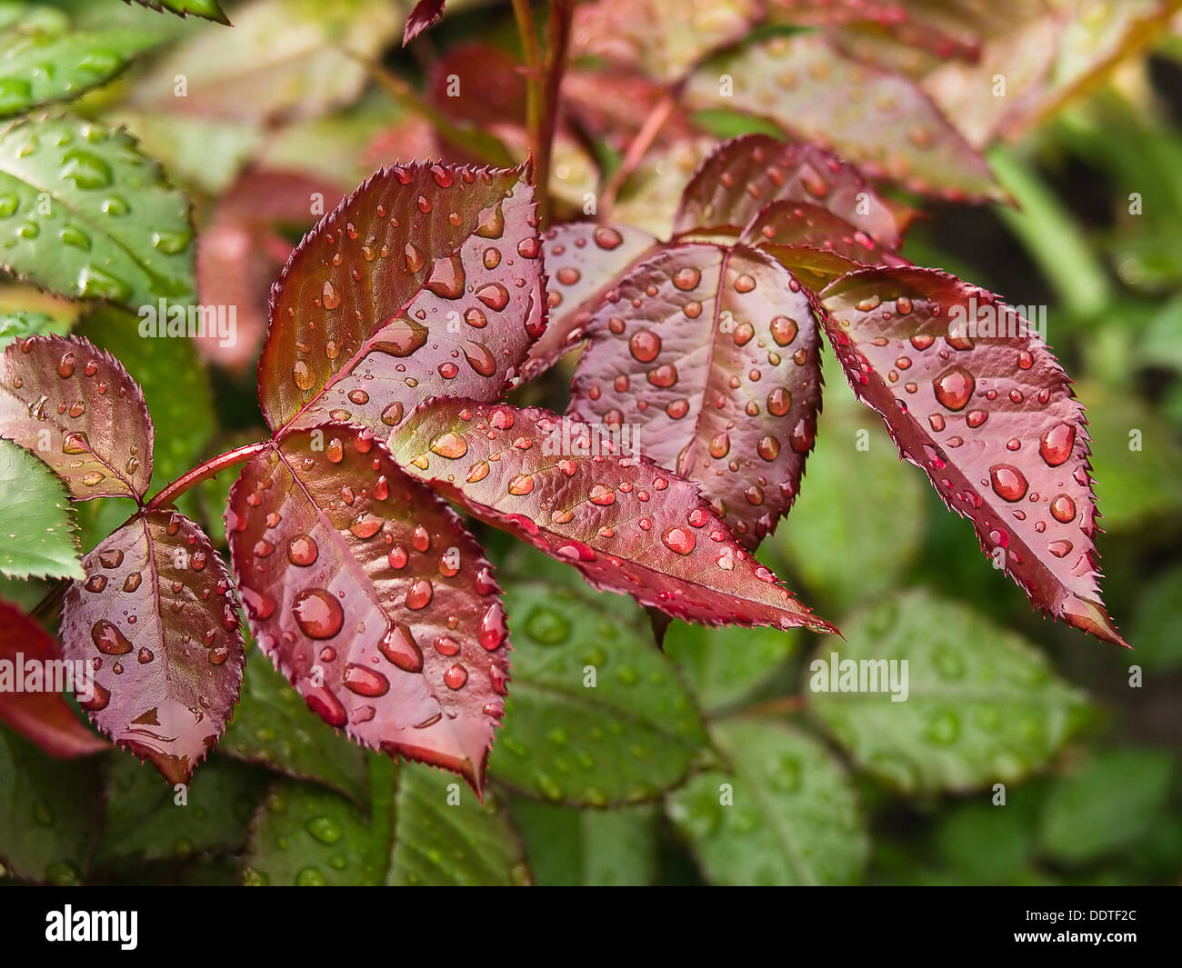 Close-up photo of dark purple roses leaves with waterdrops Stock Photo