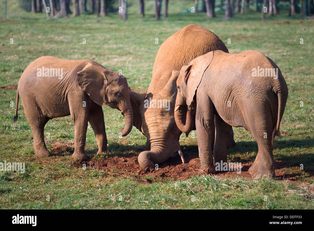 African Bush Elephant (Loxodonta africana). Mather and pups Stock Photo