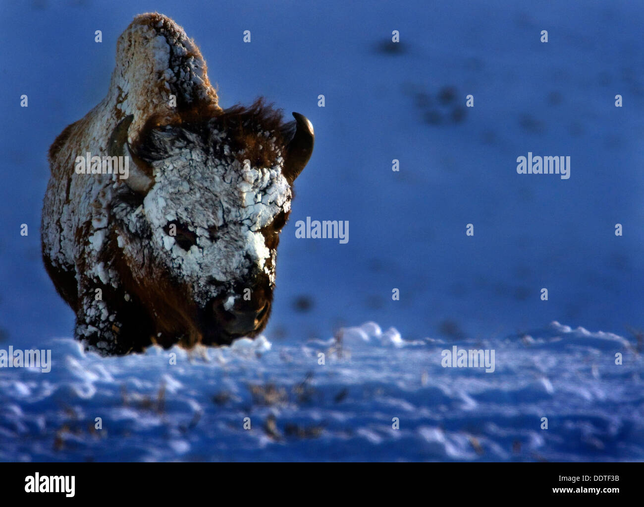 Buffalo snow hi-res stock photography and images - Alamy