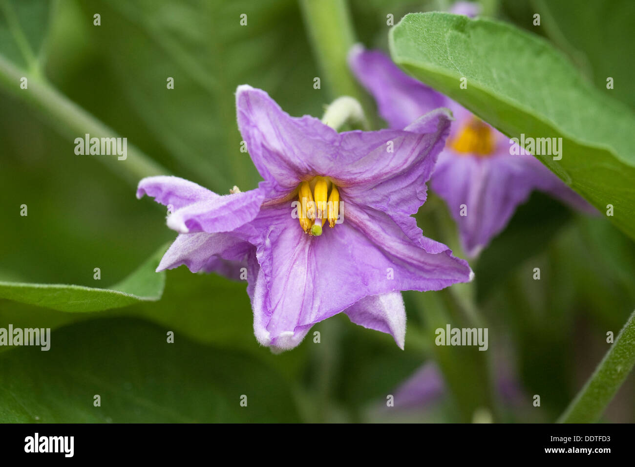 Brinjal Flower