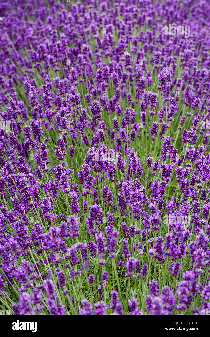 Lavandula angustifolia 'Hidcote'. Lavender bed at the edge of  a vegetable garden. Stock Photo