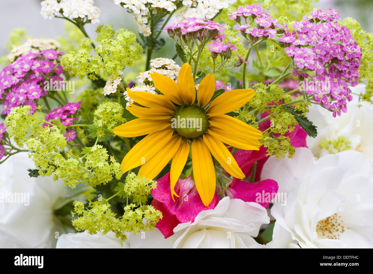 Freshly picked flowers from a summer garden. Achillea, Rudbeckia, Alchemilla, Roses and Sweet Peas. Stock Photo