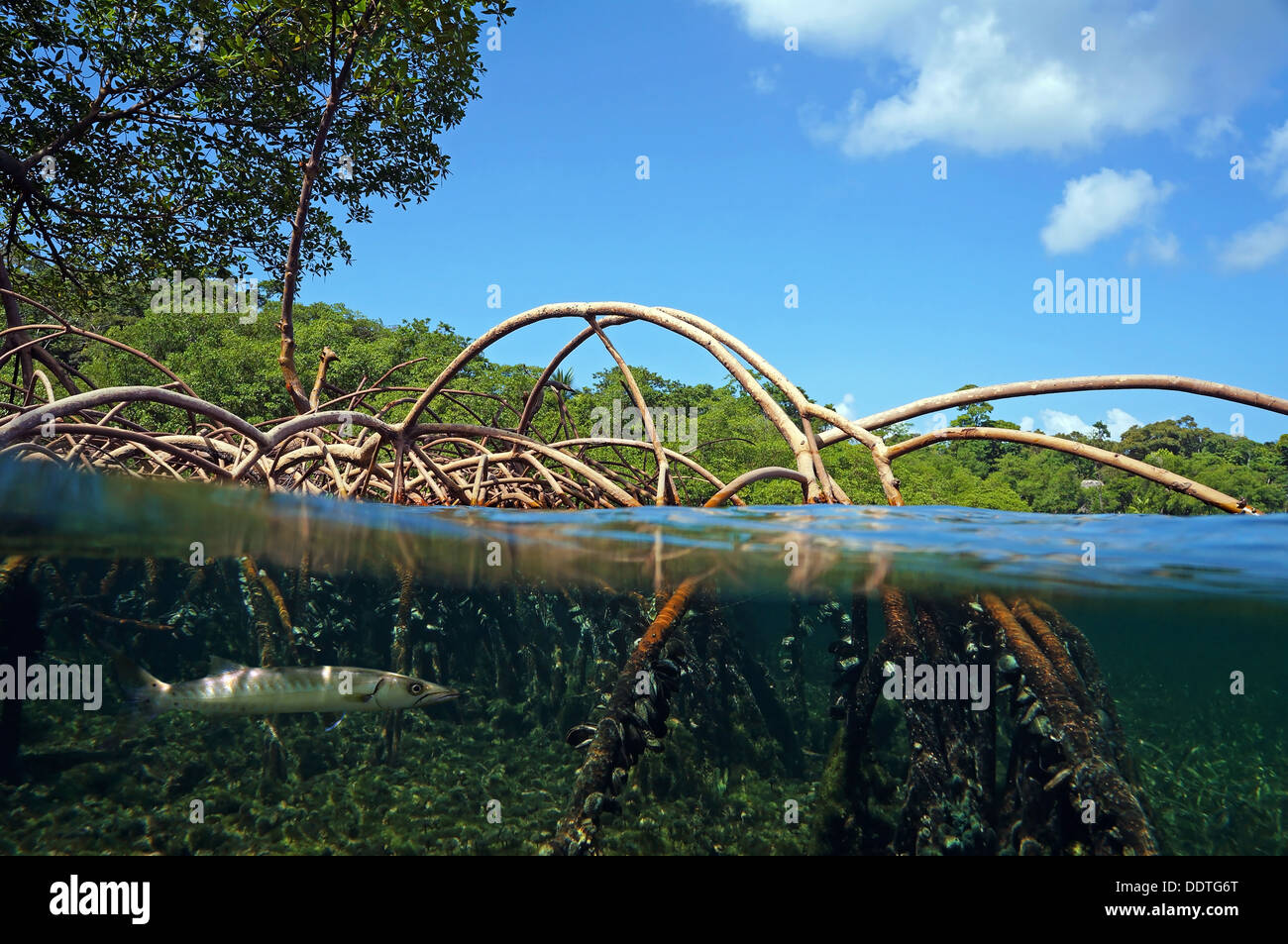 Surface and underwater view in the mangrove roots, Caribbean sea, Bocas del Toro, Panama Stock Photo