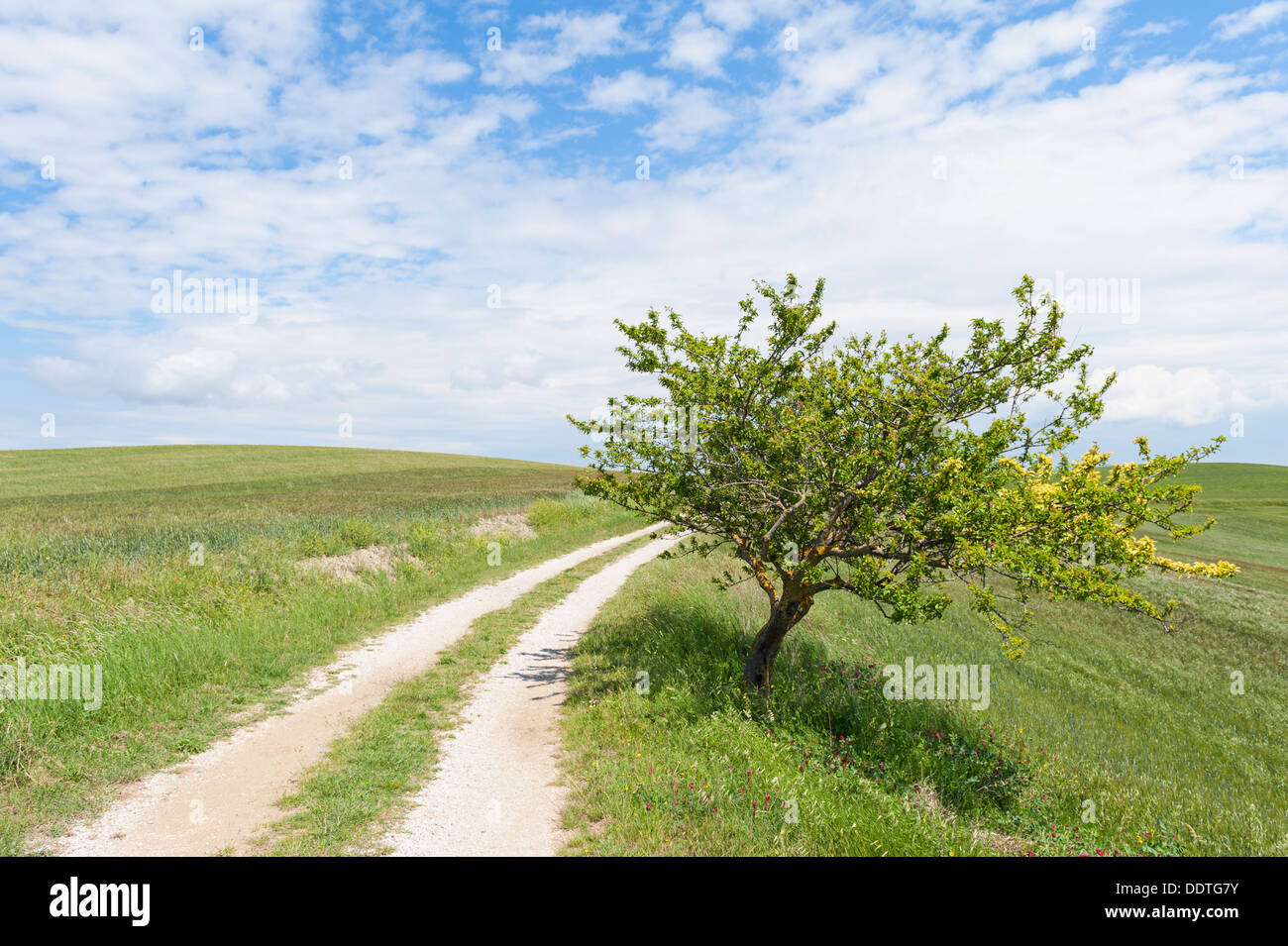 Lone tree along rural road in Tuscany Italy Stock Photo