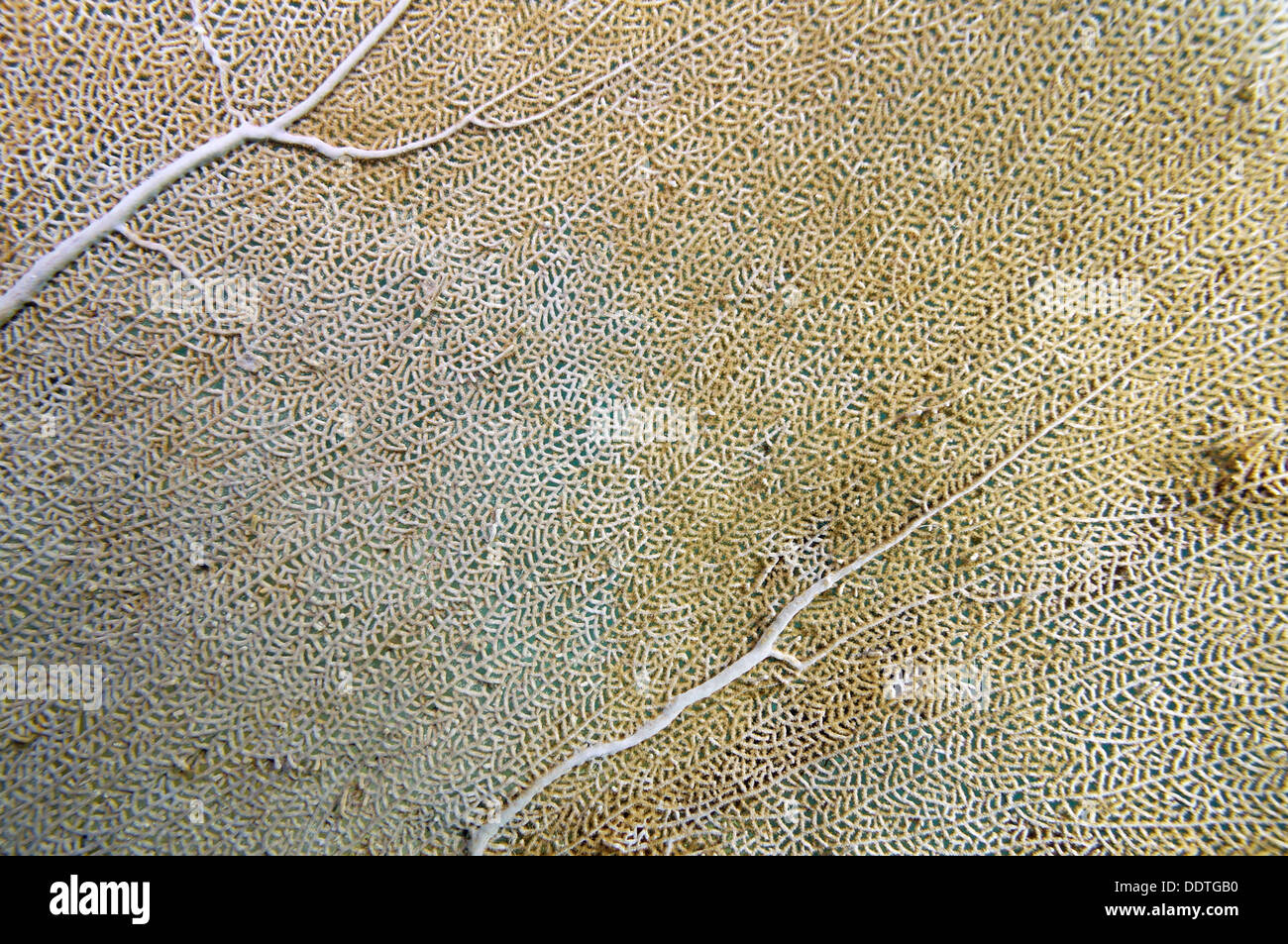 Detail of a sea fan, Gorgonia ventalina, Caribbean sea, Puerto Rico Stock Photo
