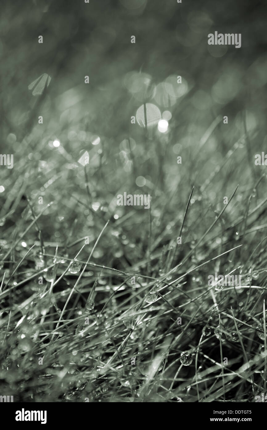 Blades of grass with water droplets Stock Photo Alamy