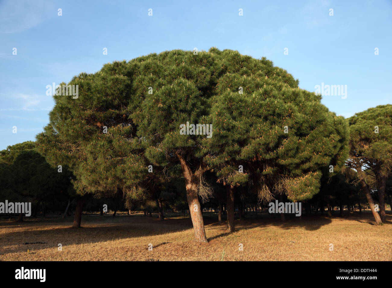 Pine trees in Andalusia, Spain Stock Photo Alamy