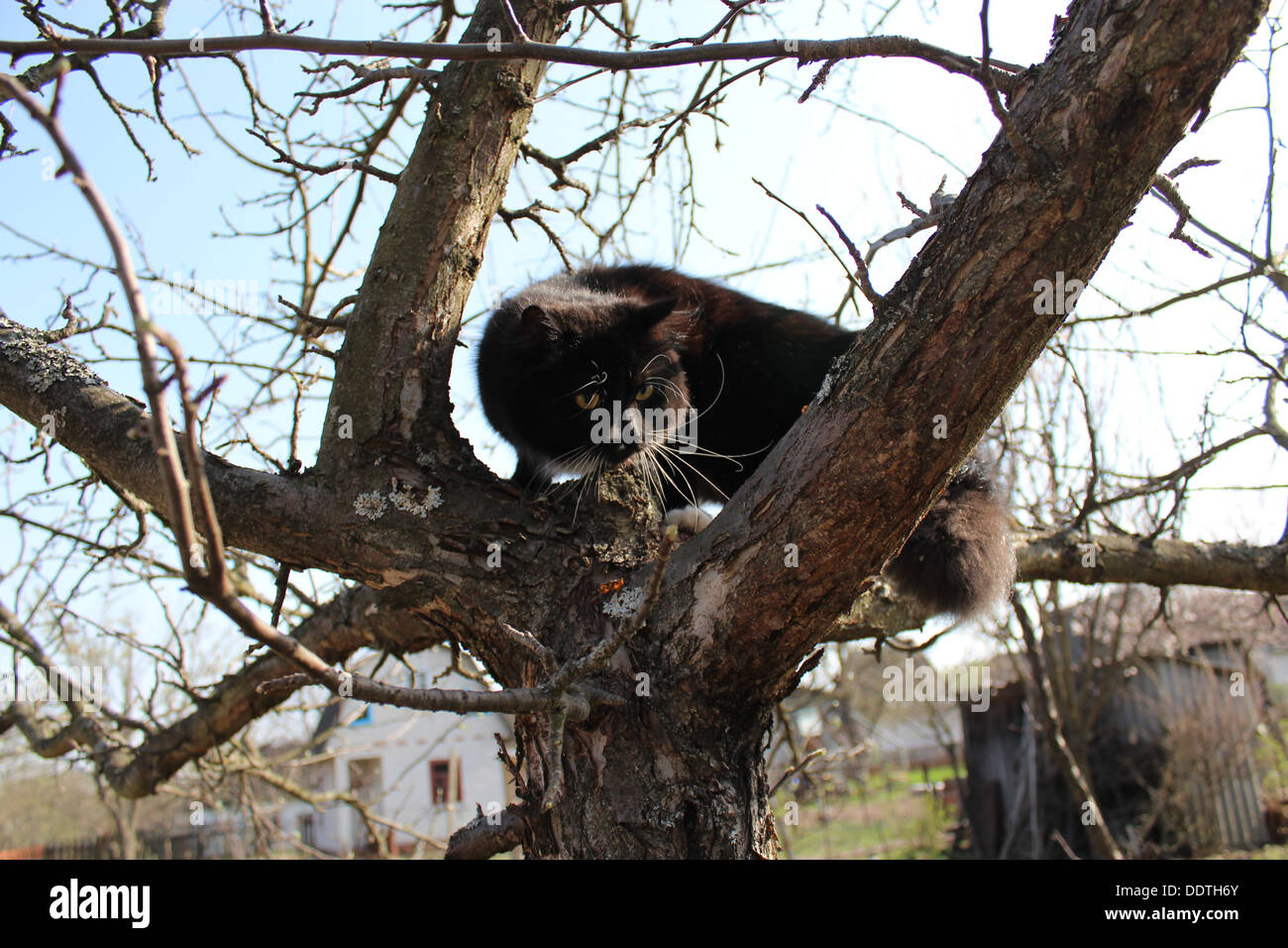 black cat climbing up the tree in the garden Stock Photo