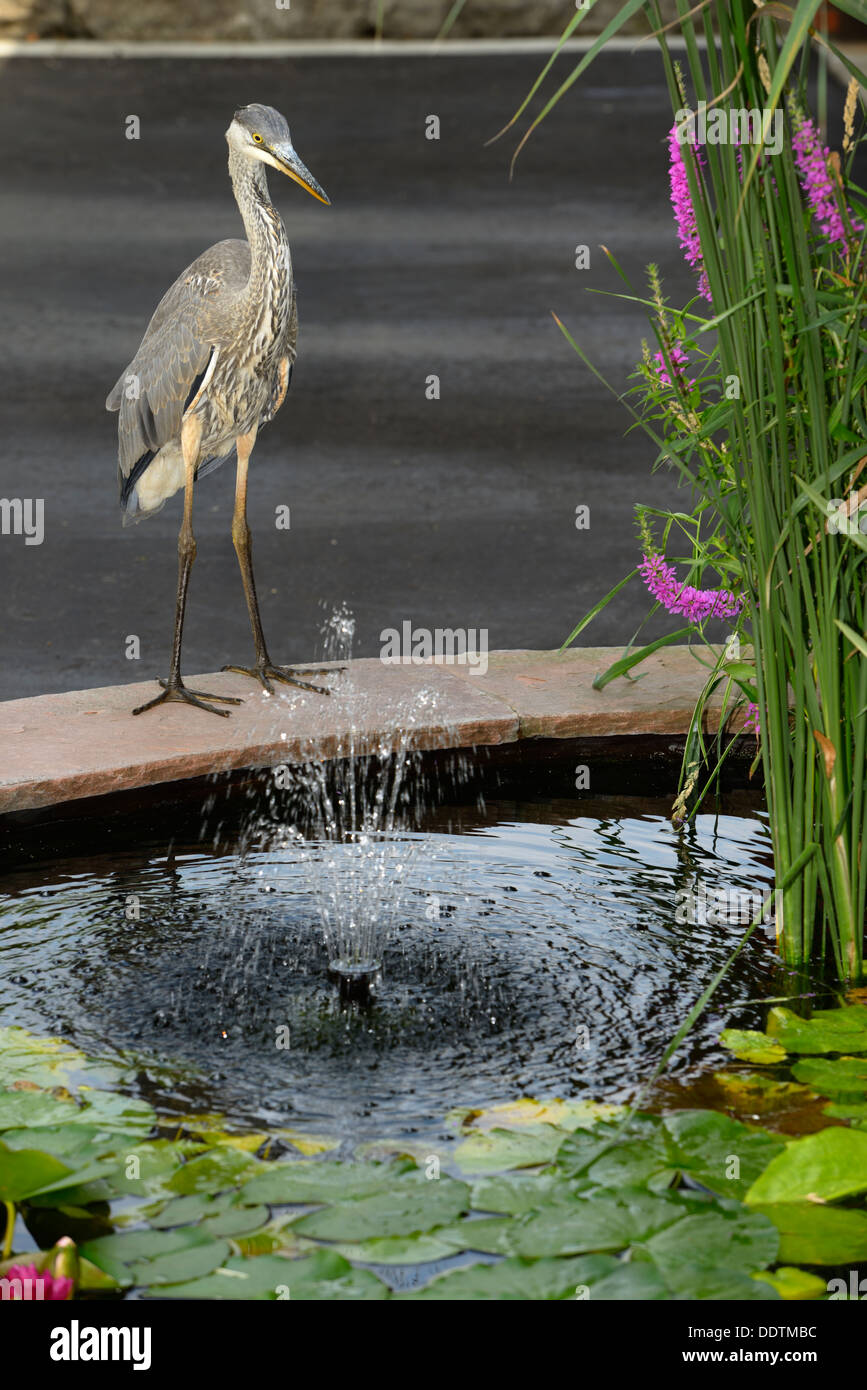 Great Blue Heron at the side of a decorative pond with fountain on the driveway at the front of a house in Toronto Canada Stock Photo