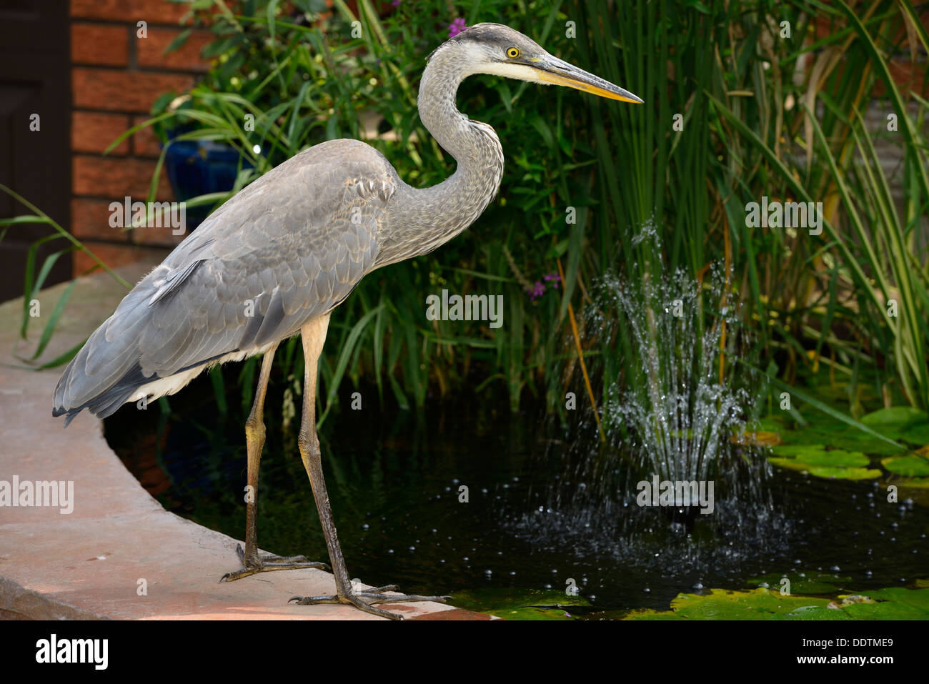 Great Blue Heron hunting fish at a decorative pond at the front of a house in Toronto Canada Stock Photo