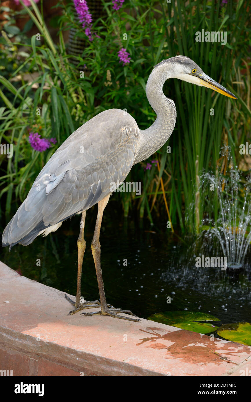 Great Blue Heron at the side of a decorative pond with fountain and flowers at the front of a house in Toronto Canada Stock Photo