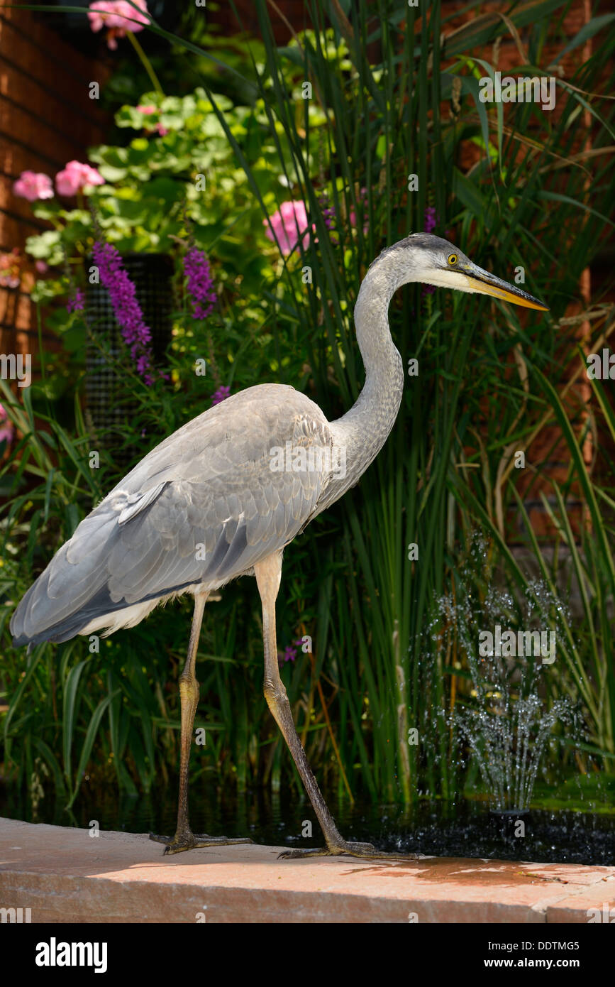 Great Blue Heron hunting fish at a decorative pond with fountain at the front of a house in Toronto Canada Stock Photo