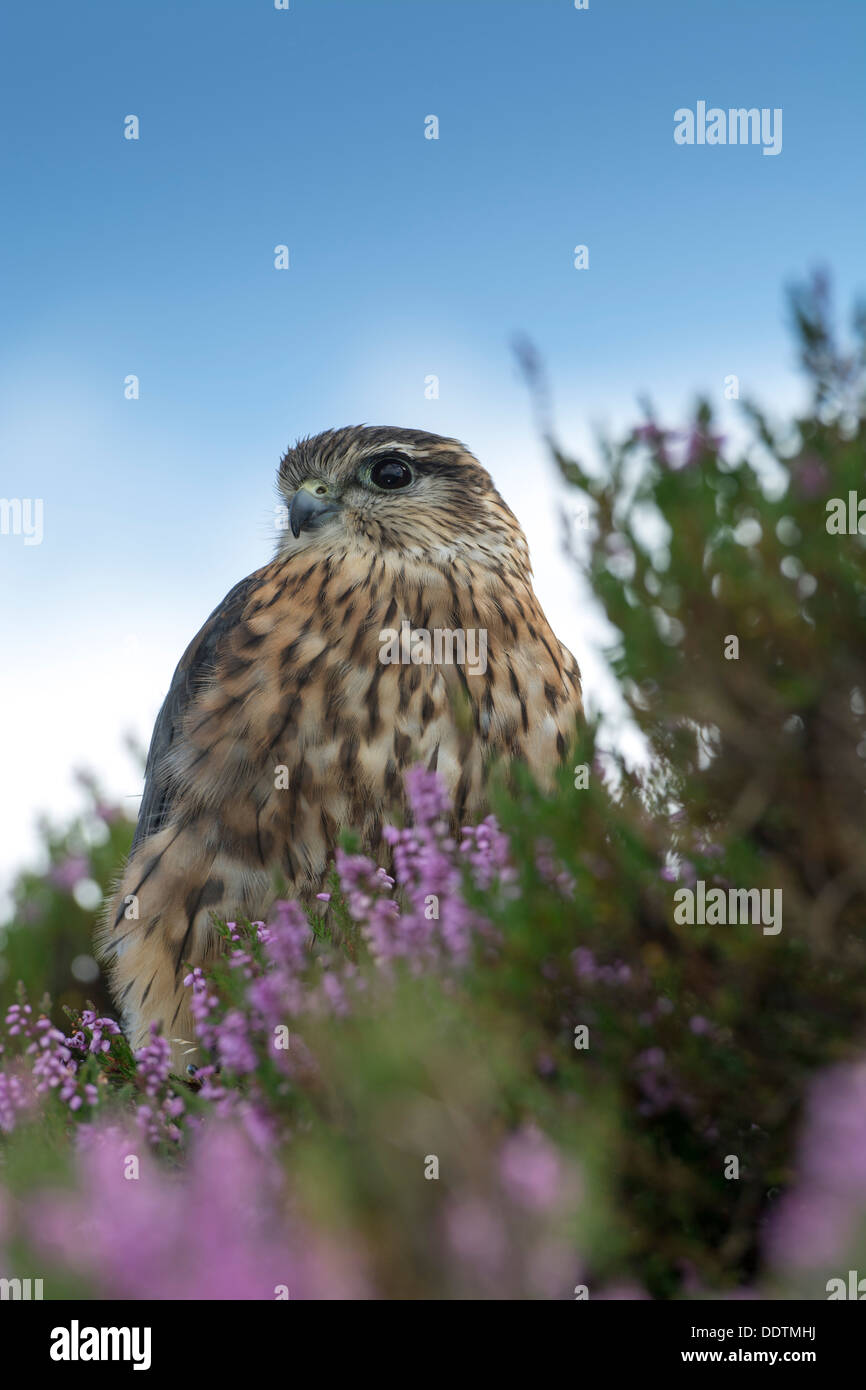 Male Merlin, Falco columbarius, on heather moorland, Yorkshire, UK. Captive bird. Stock Photo