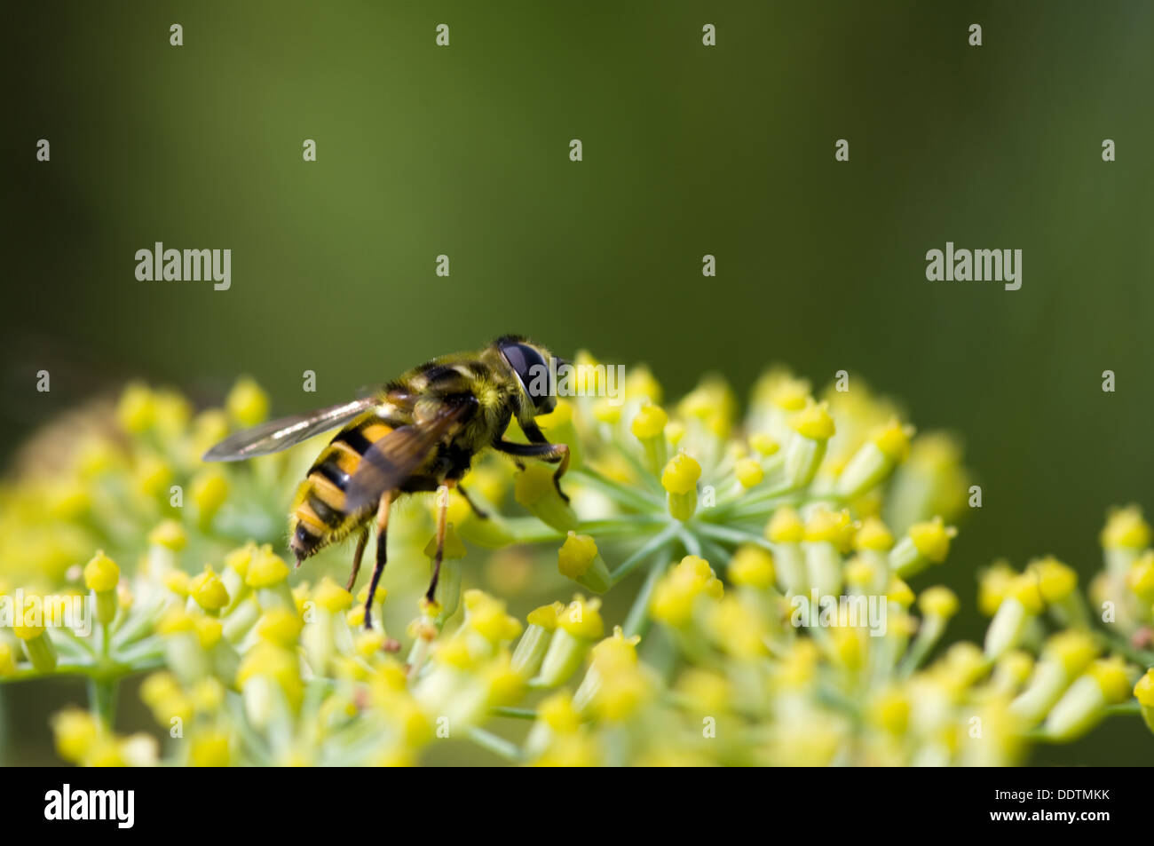 Hoverfly on yellow fennel flowers. Wasp mimic. Stock Photo