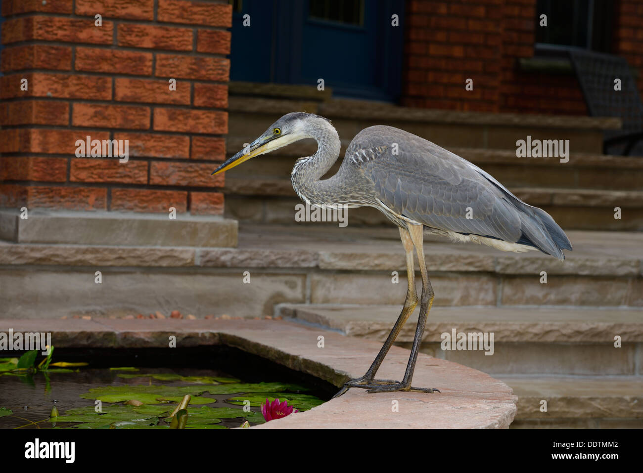 Wild Great Blue Heron invading a decorative fish pond at the front door of a house in Toronto Canada Stock Photo