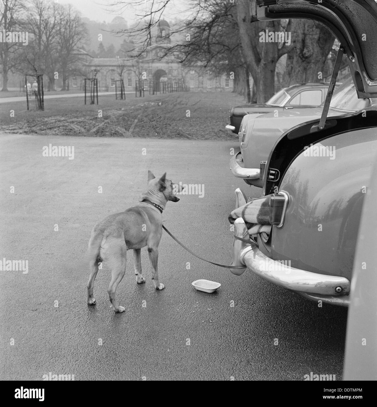 Dog tethered near the stables, Chatsworth House, Derbyshire, 1959. Artist: John Gay Stock Photo